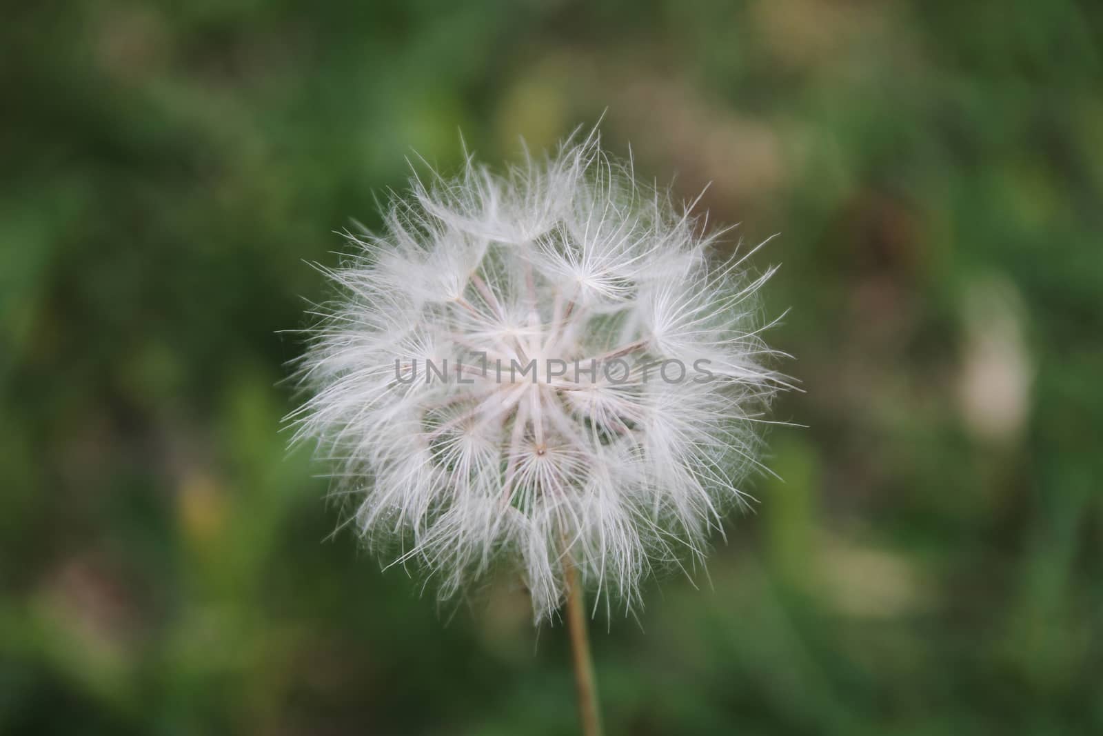 dandelion head seed macro on the ground by alex_nako