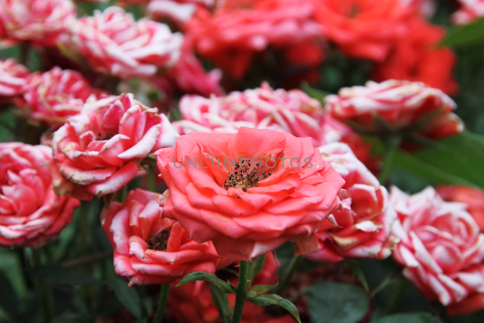 red rose at the garden, macro close up