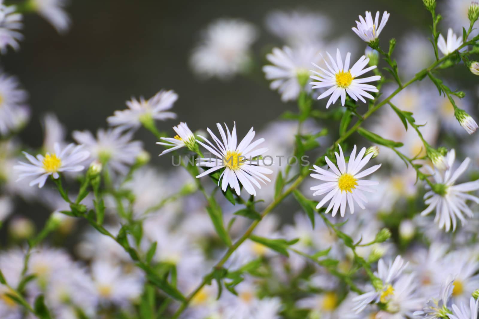 chamomile at the garden, macro close up