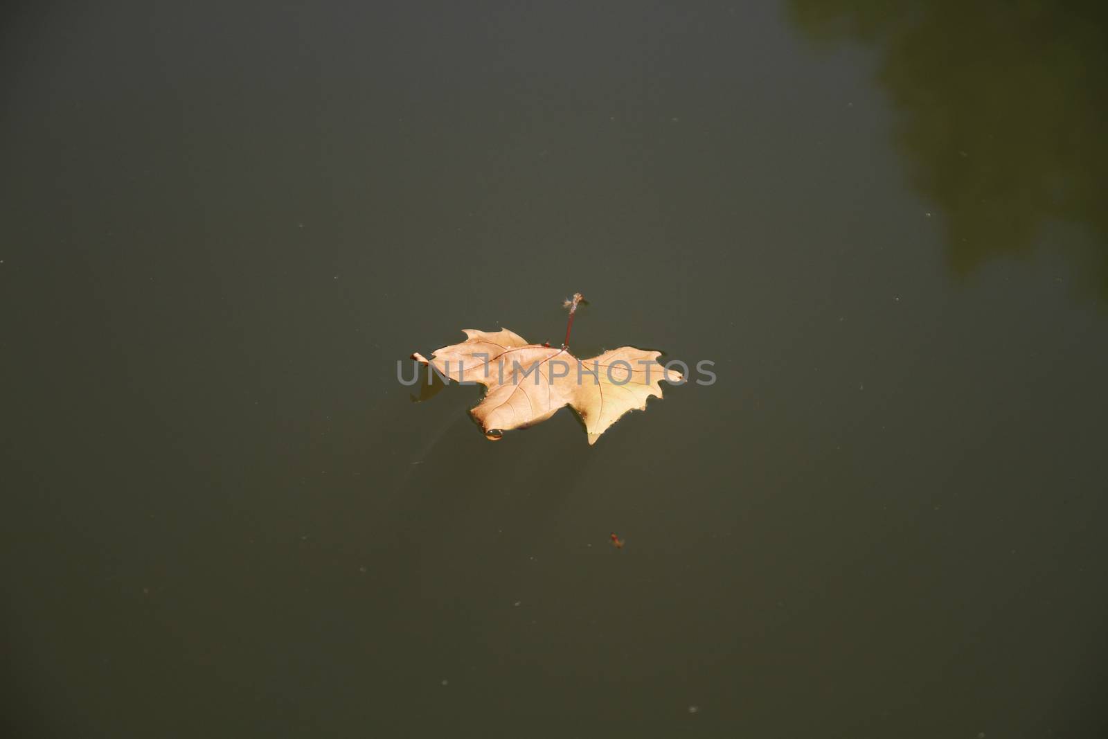 autumn leaf floating in the a lake