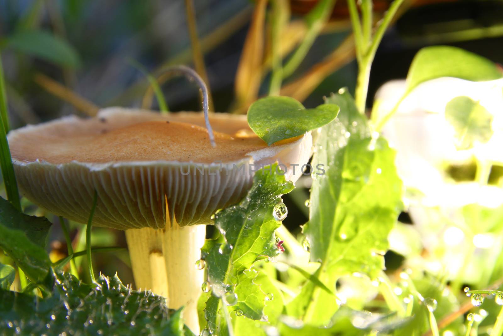 mushrooms on the ground, macro close up