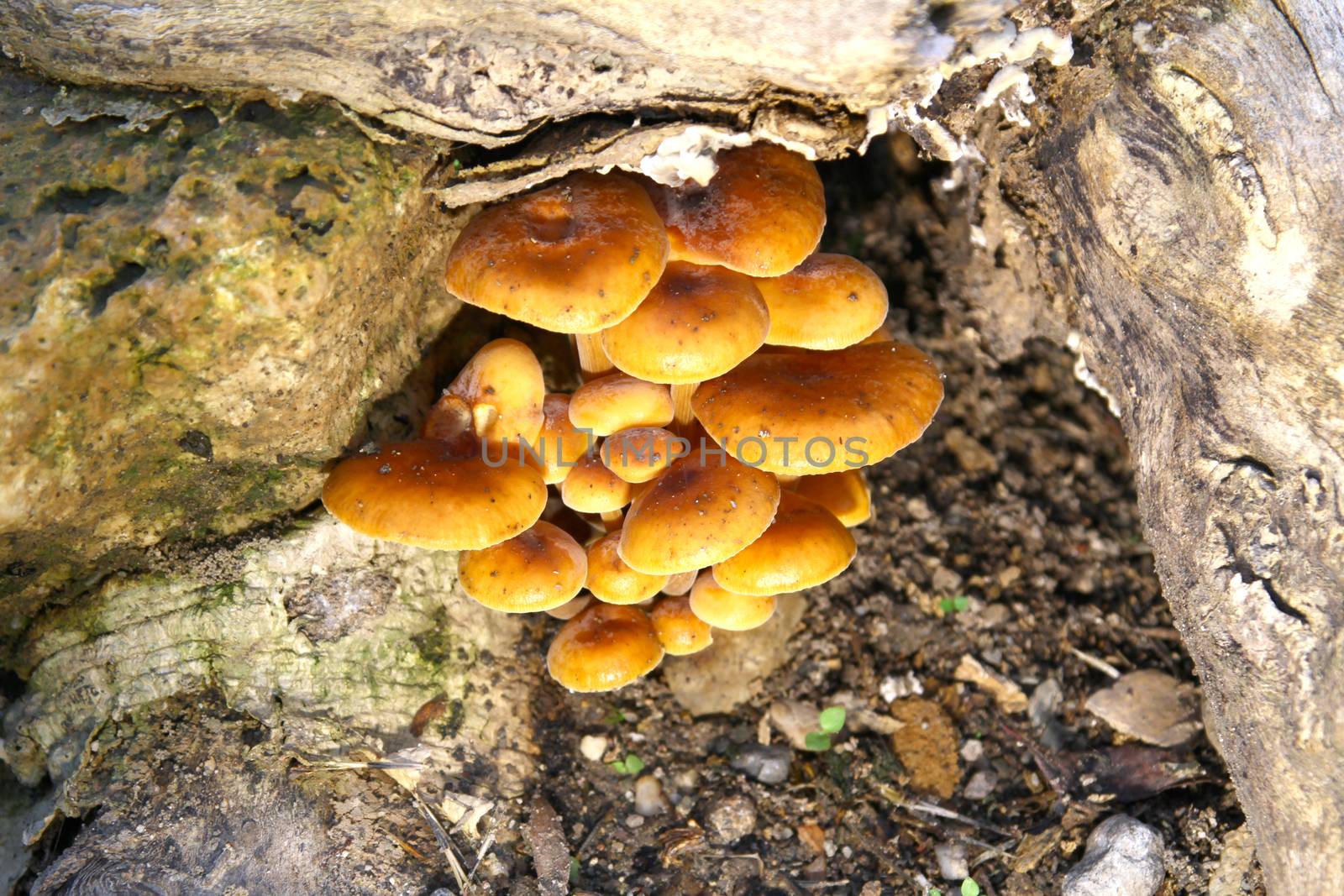 mushrooms on the ground, macro close up