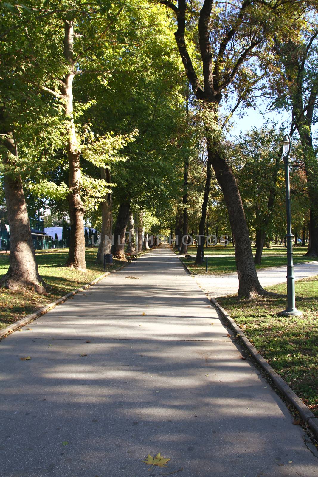 a spring park with trees and a running street