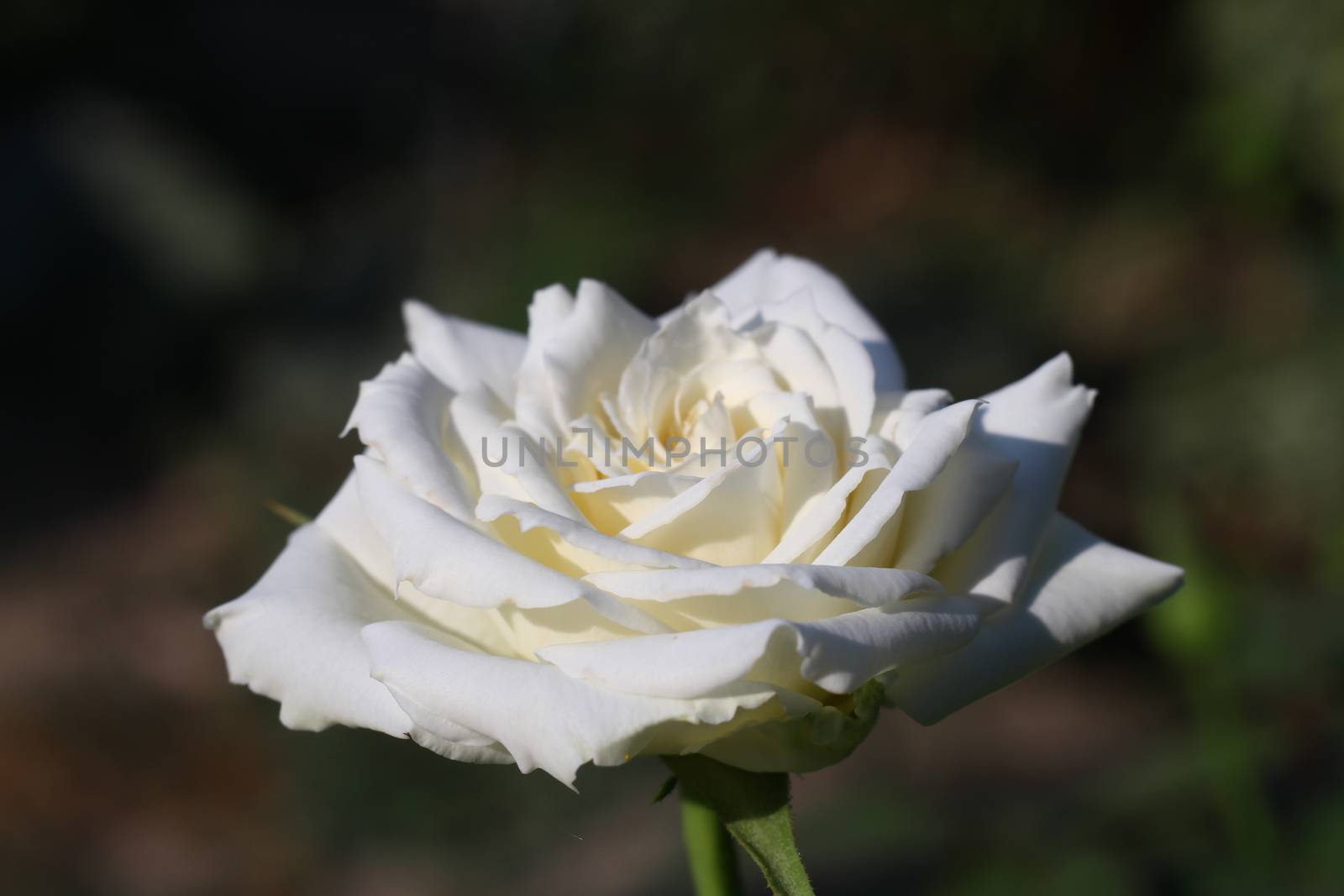 white rose at the garden, macro close up