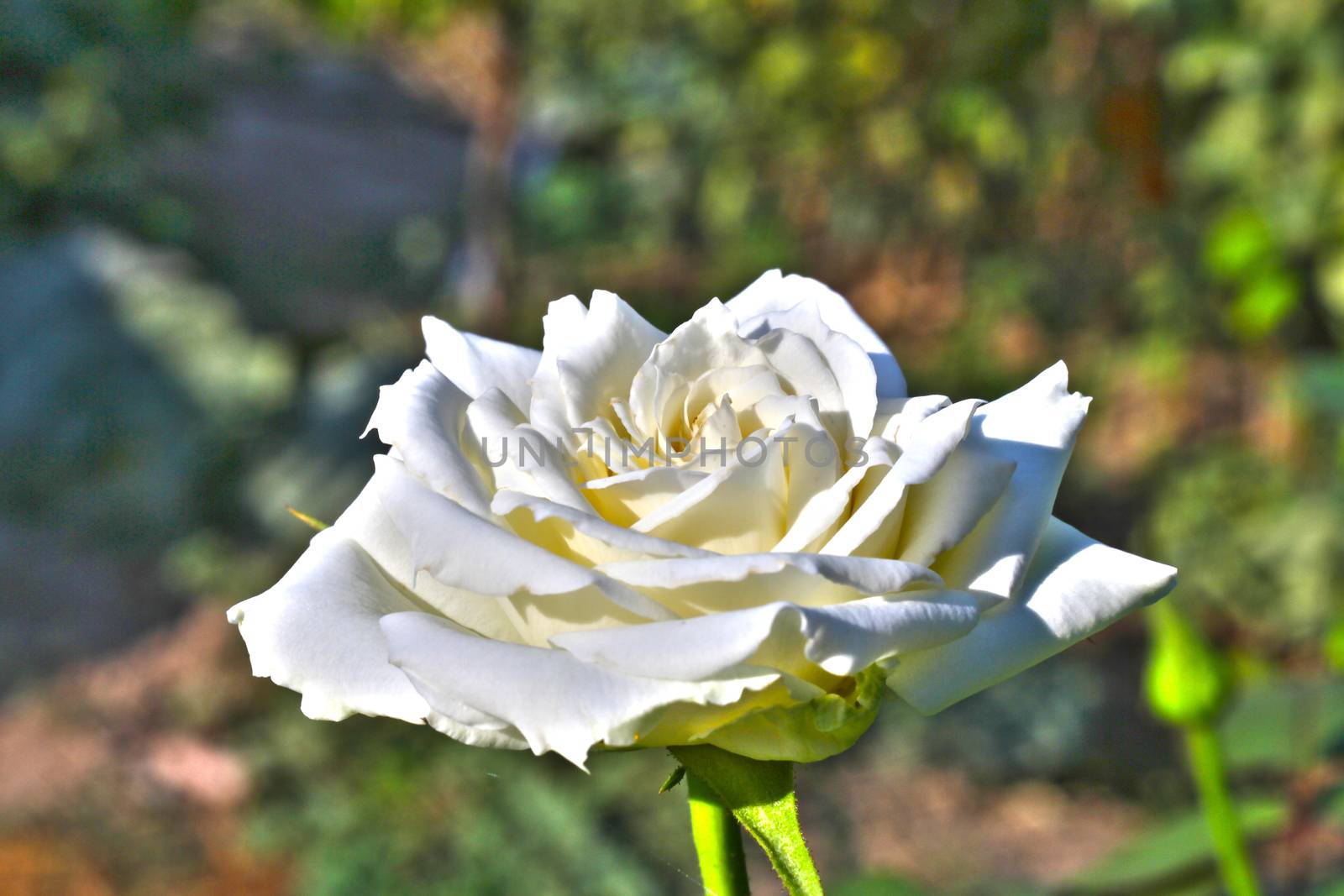 white rose at the garden by alex_nako