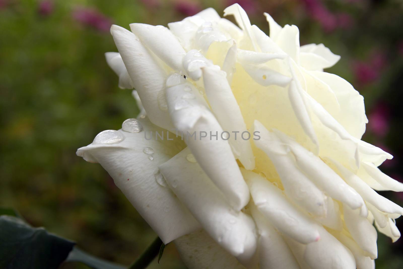 white rose at the garden, macro close up