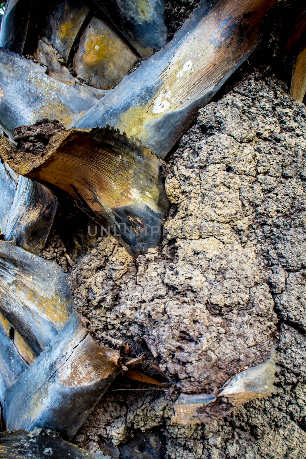 termites anthill on the sugar palm trunk