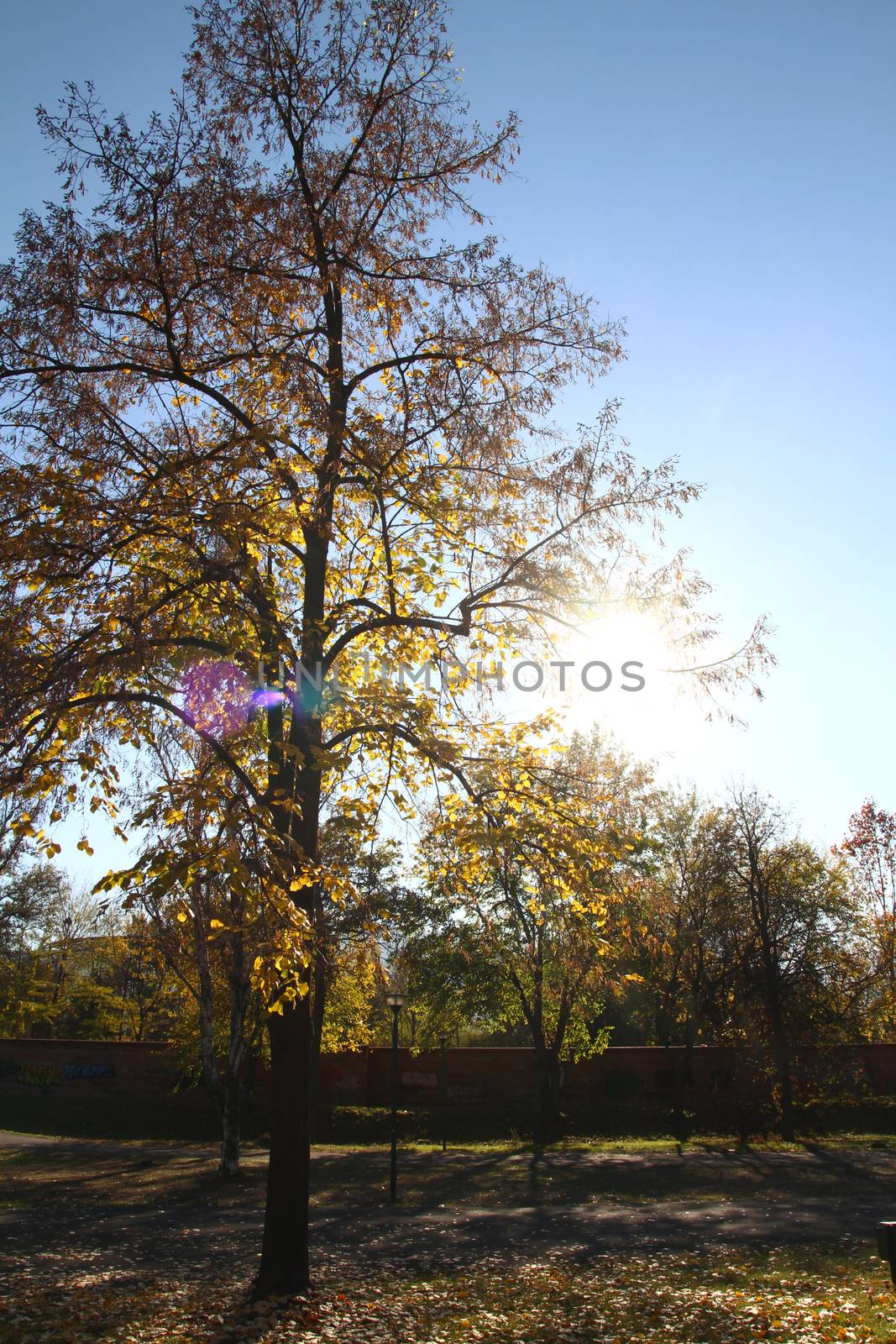 autumn trees with yellow leaves, sun light