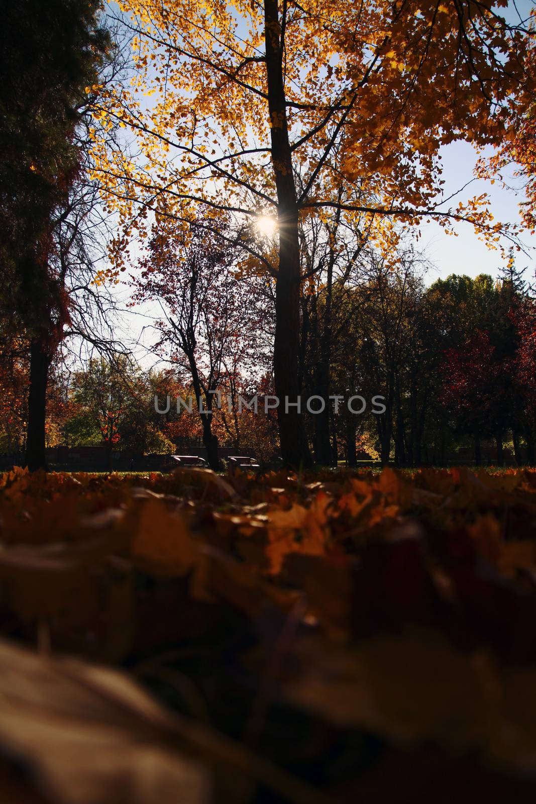 autumn trees with yellow leaves by alex_nako