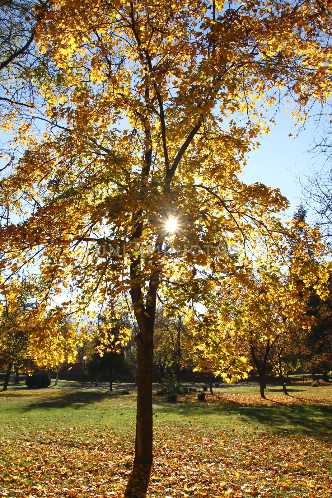 autumn trees with yellow leaves, sun light