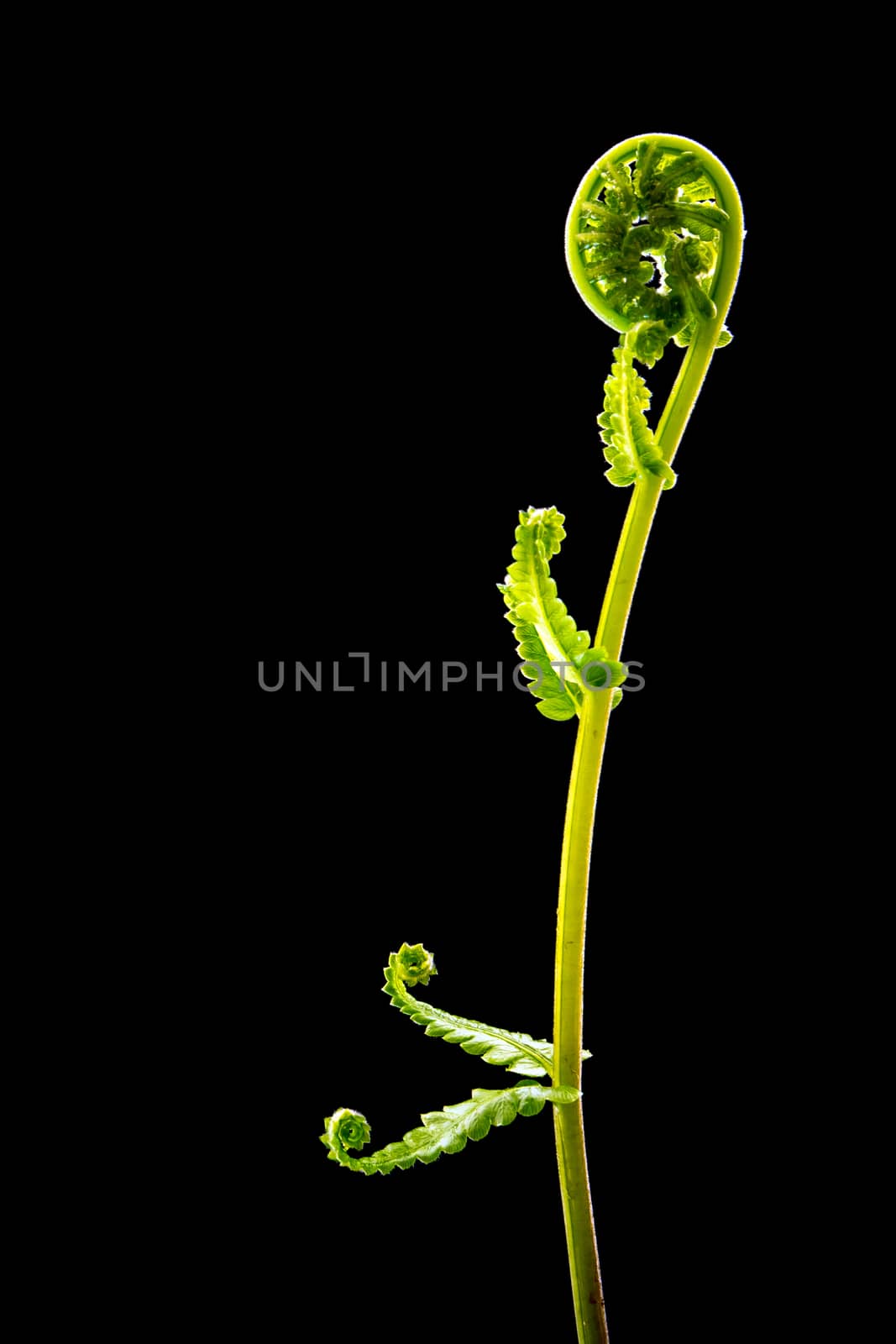 Green leaf of Fern on black background by Satakorn