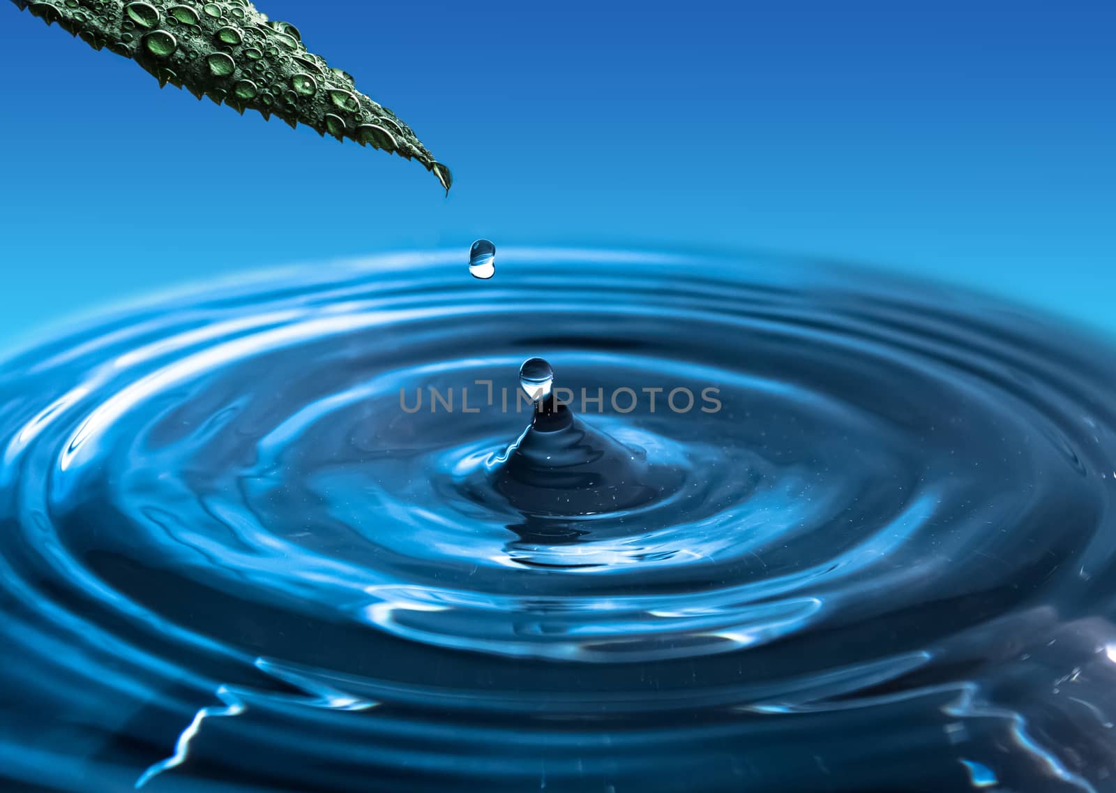 A falling drop of water from a green leaf. Water splash.