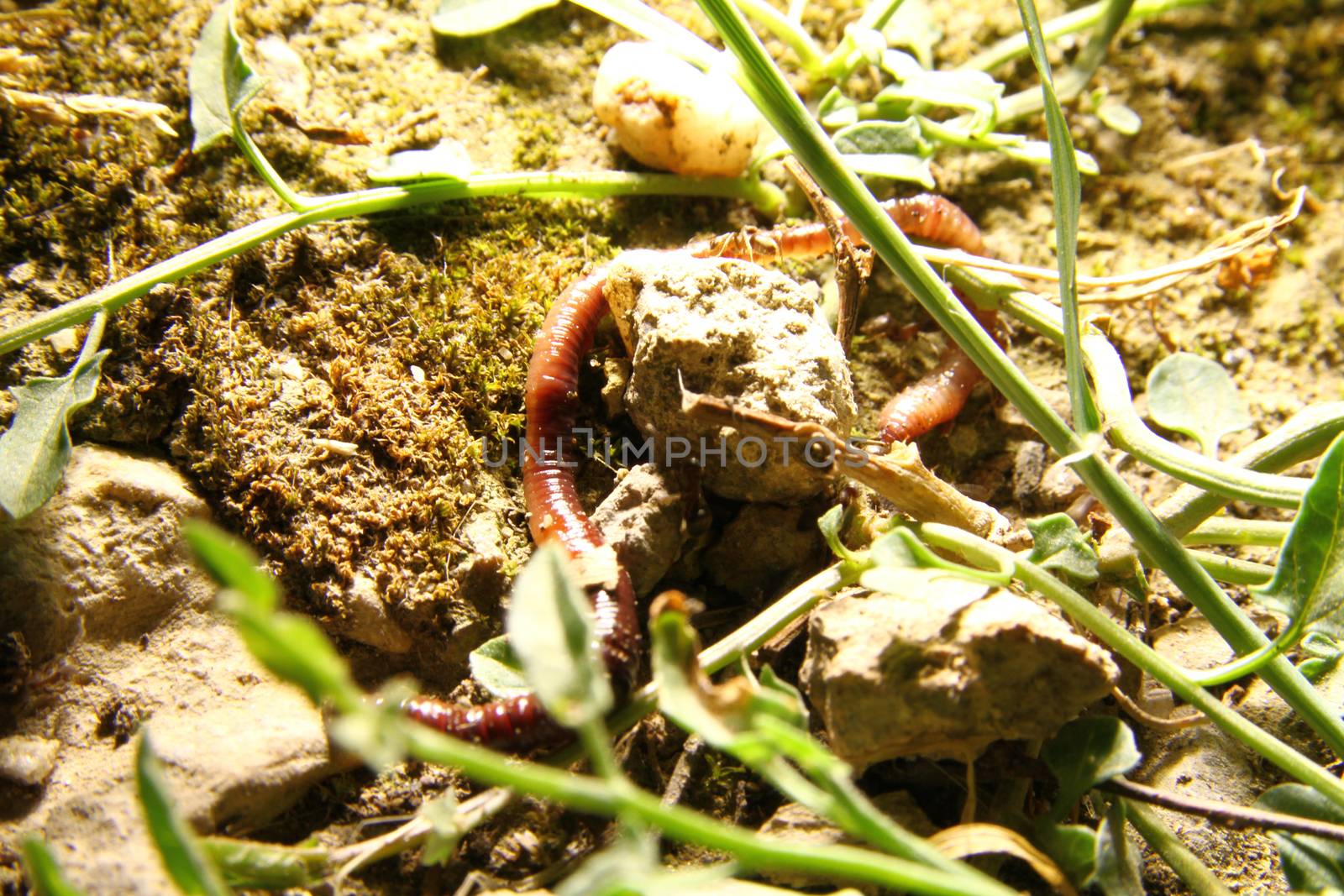 rainwater worm on the ground by alex_nako