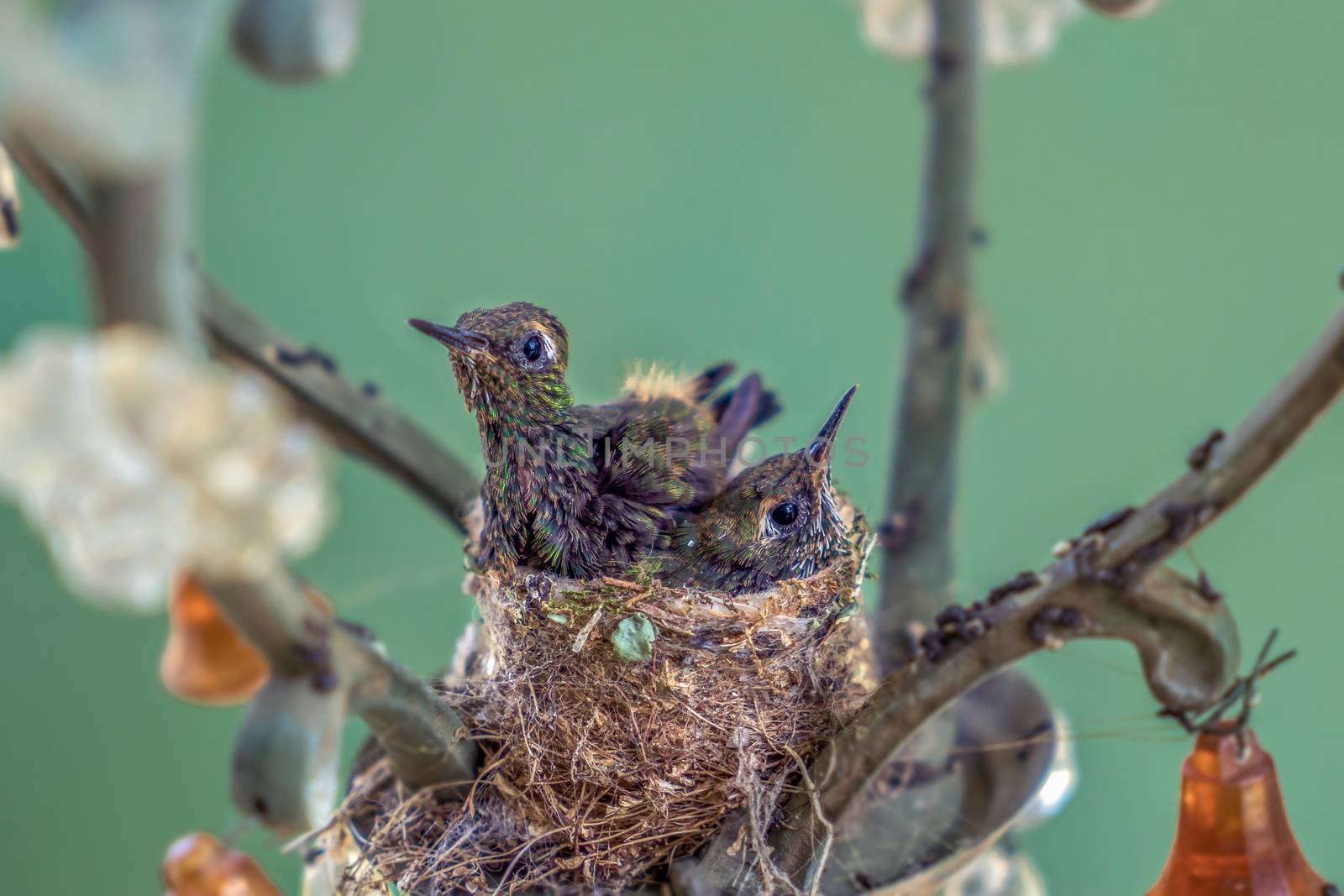 Hummingbird chicks by jrivalta