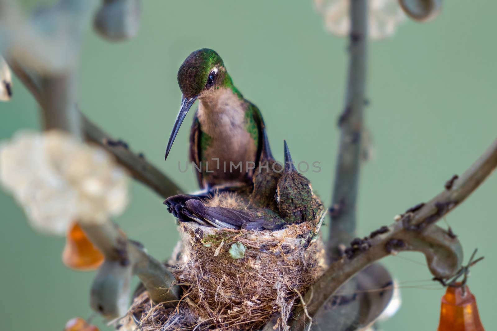 Adult hummingbird in the nest with its two young. The nest is made in a lamp