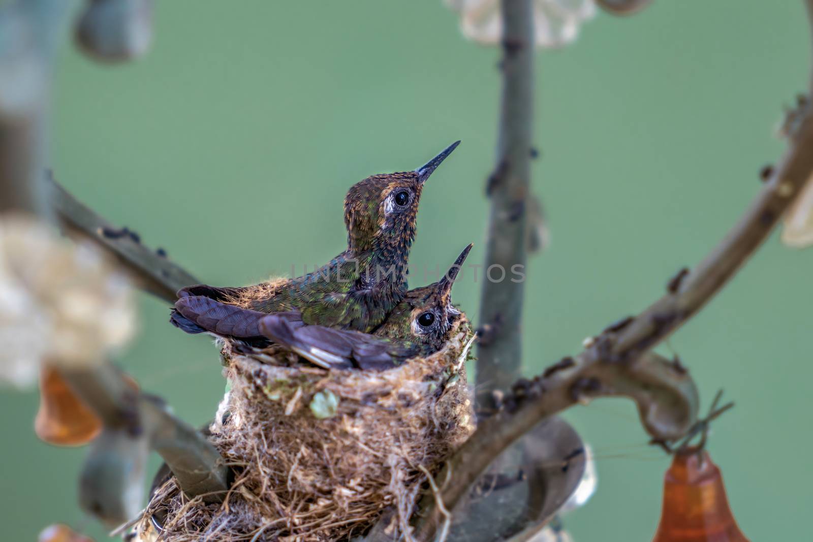 Hummingbird chicks by jrivalta