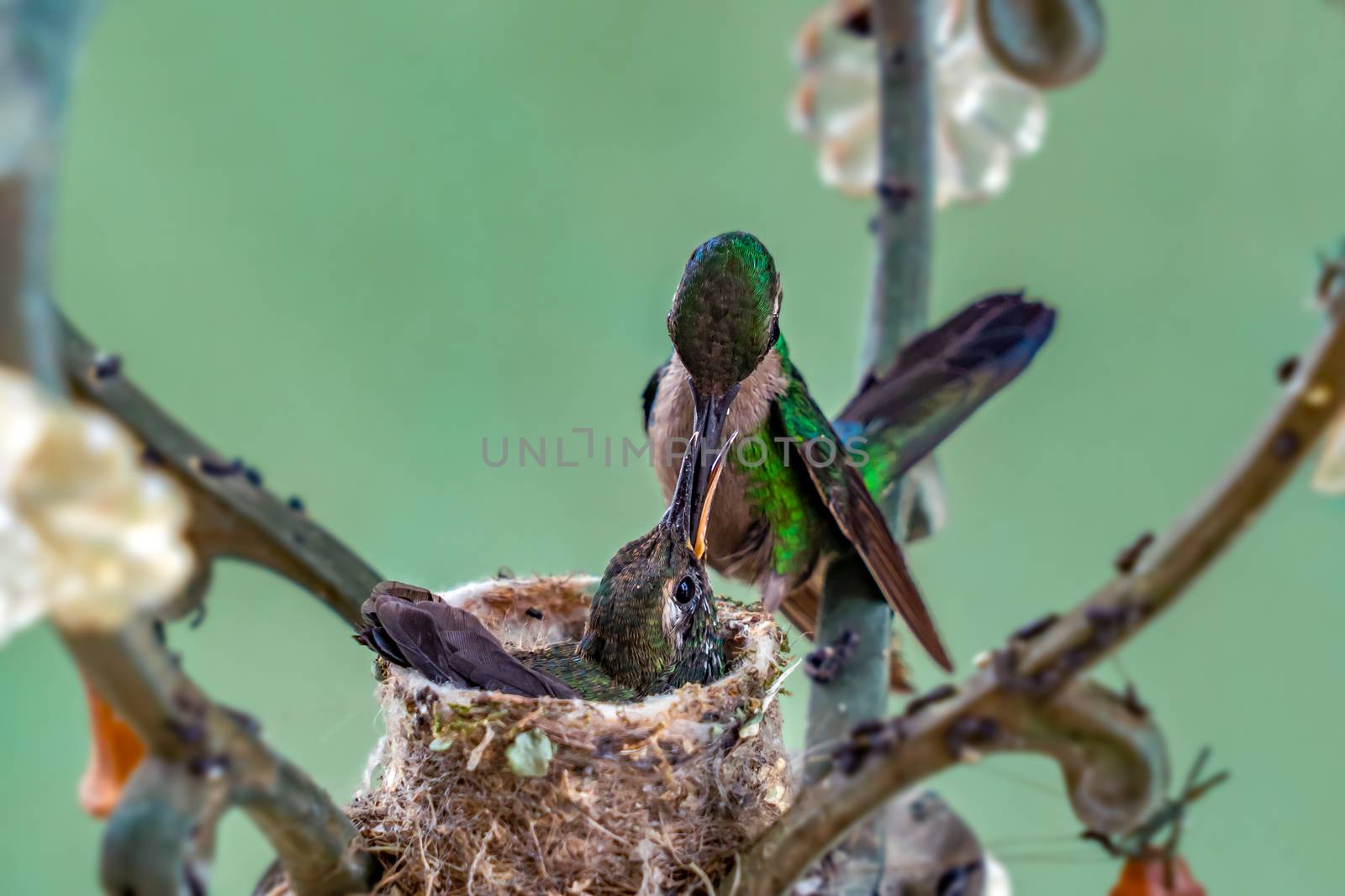 Adult hummingbird feeding its nestlings in the nest. The nest is made in a lamp