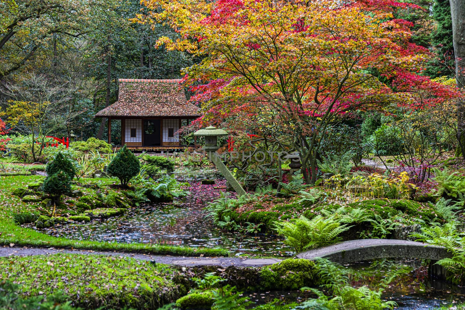 Beautiful Japanese garden blasting colors in the autumn season by ankorlight