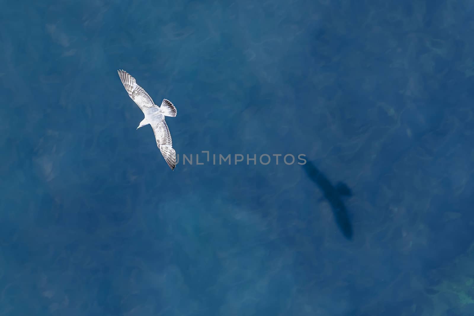Down view of a seagull with his shadow flying above a green water of the North Sea