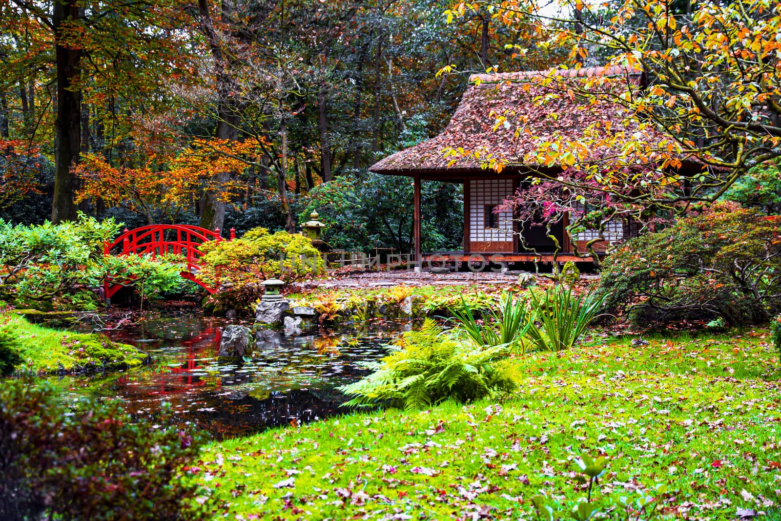 Romantic The Hague public Japanese garden in the autumn season by ankorlight