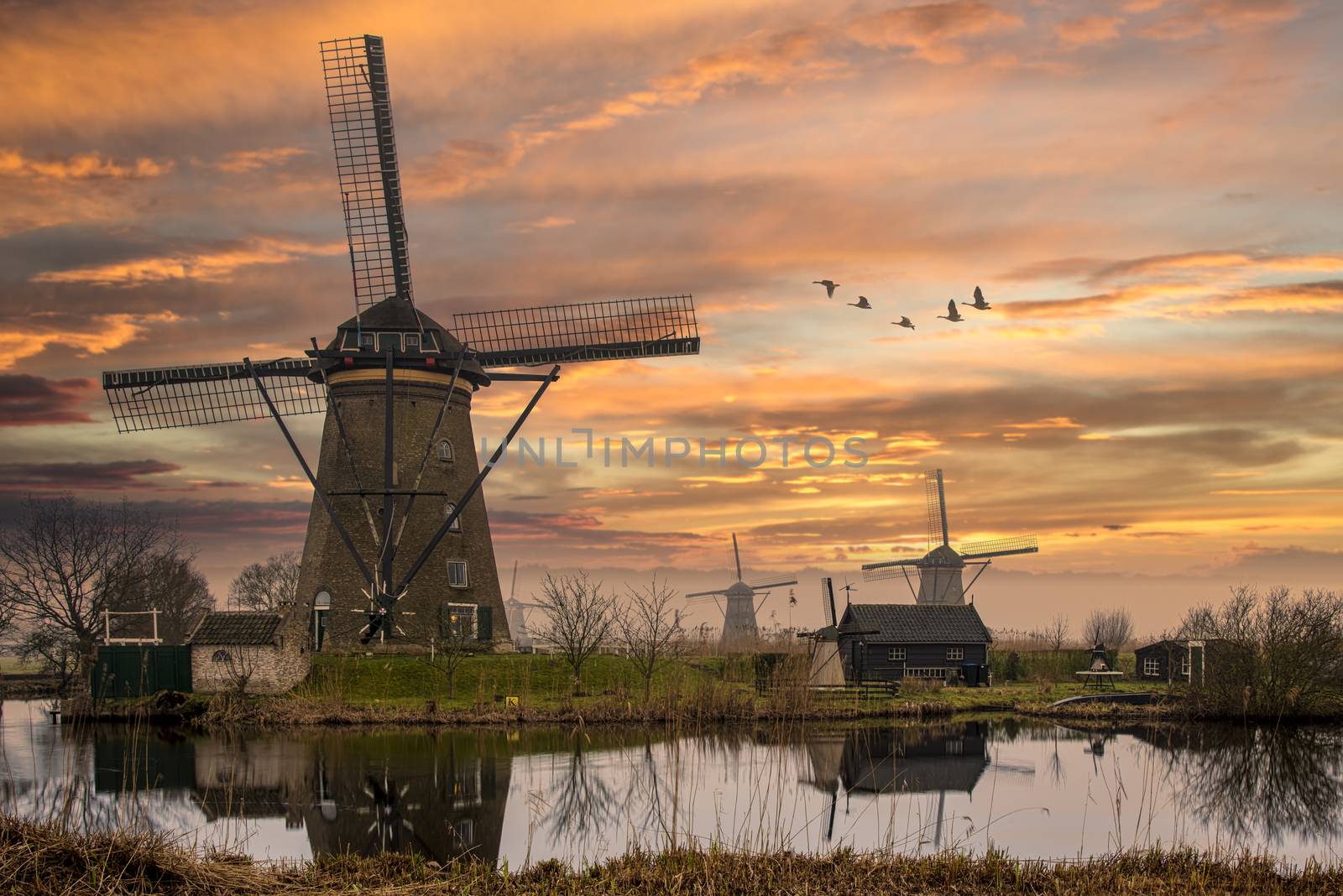 Group of geese flying above the Dutch windmills during the sunset moment