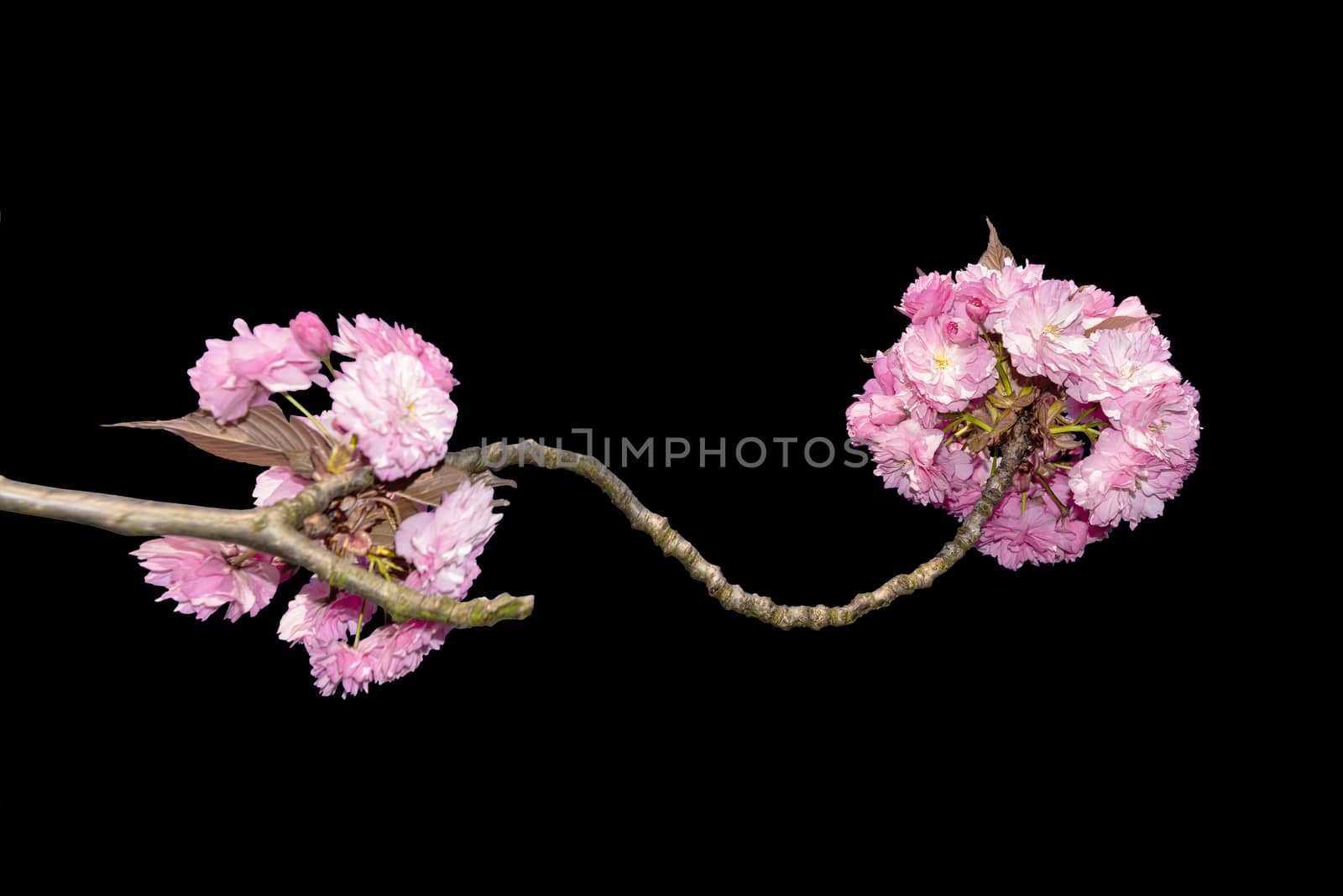Sakura, pink japanese cherry flowers blooming isolated with pure white background