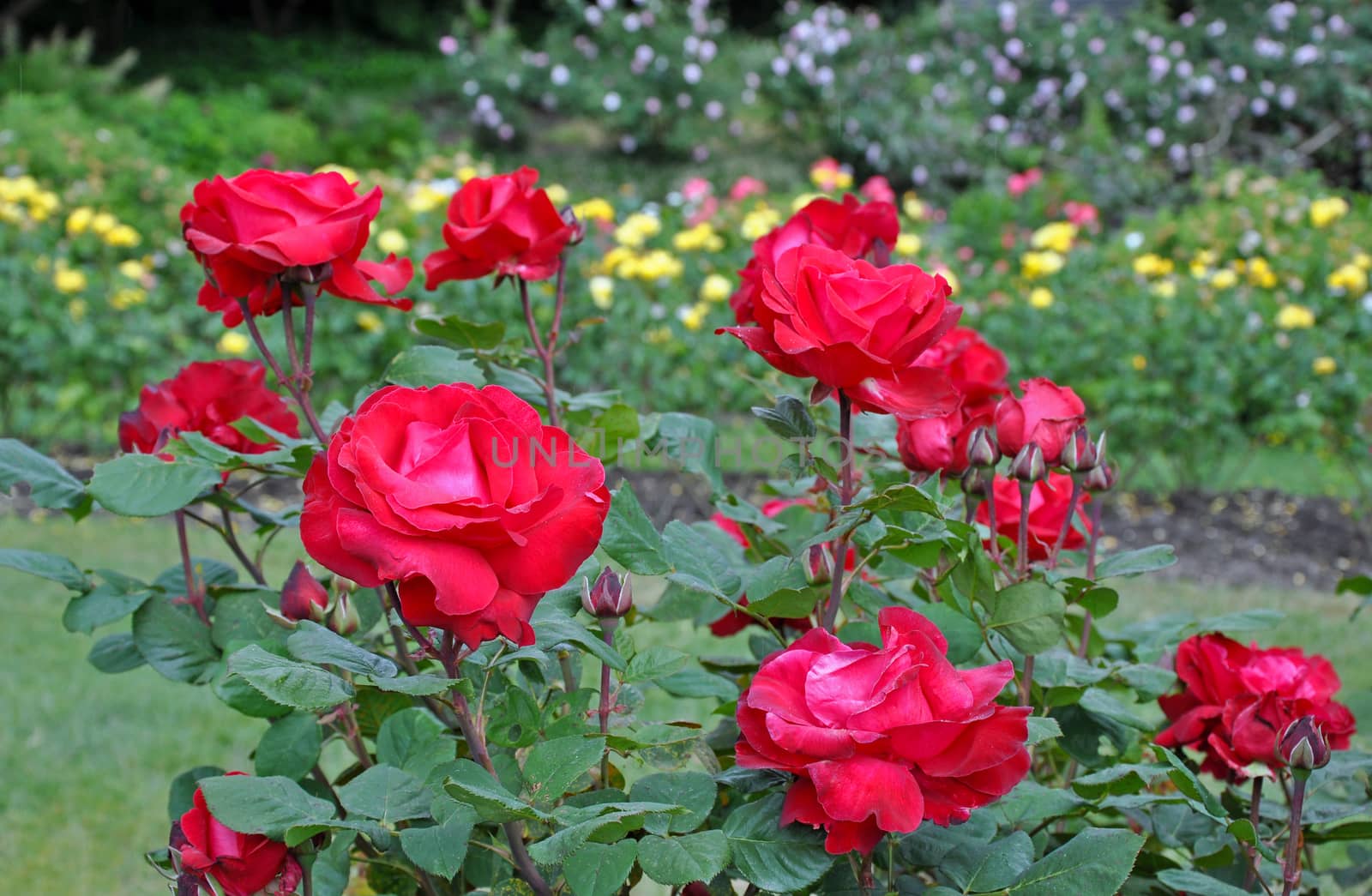 Beautiful red roses garden with yellow roses in background