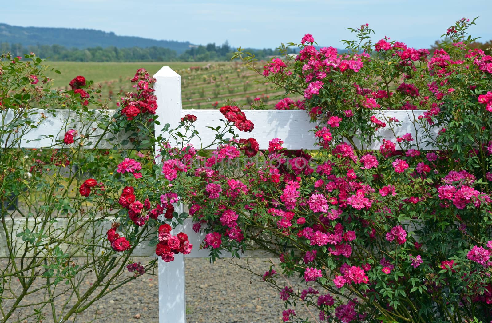 Beautiful red summer roses growing on white wooden fence
