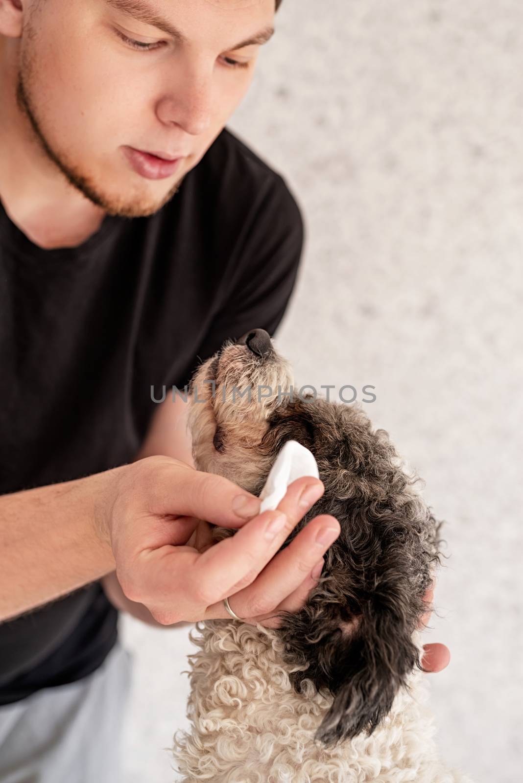 Stay home. Pet care. Man cleaning eyes of his bichon frise dog