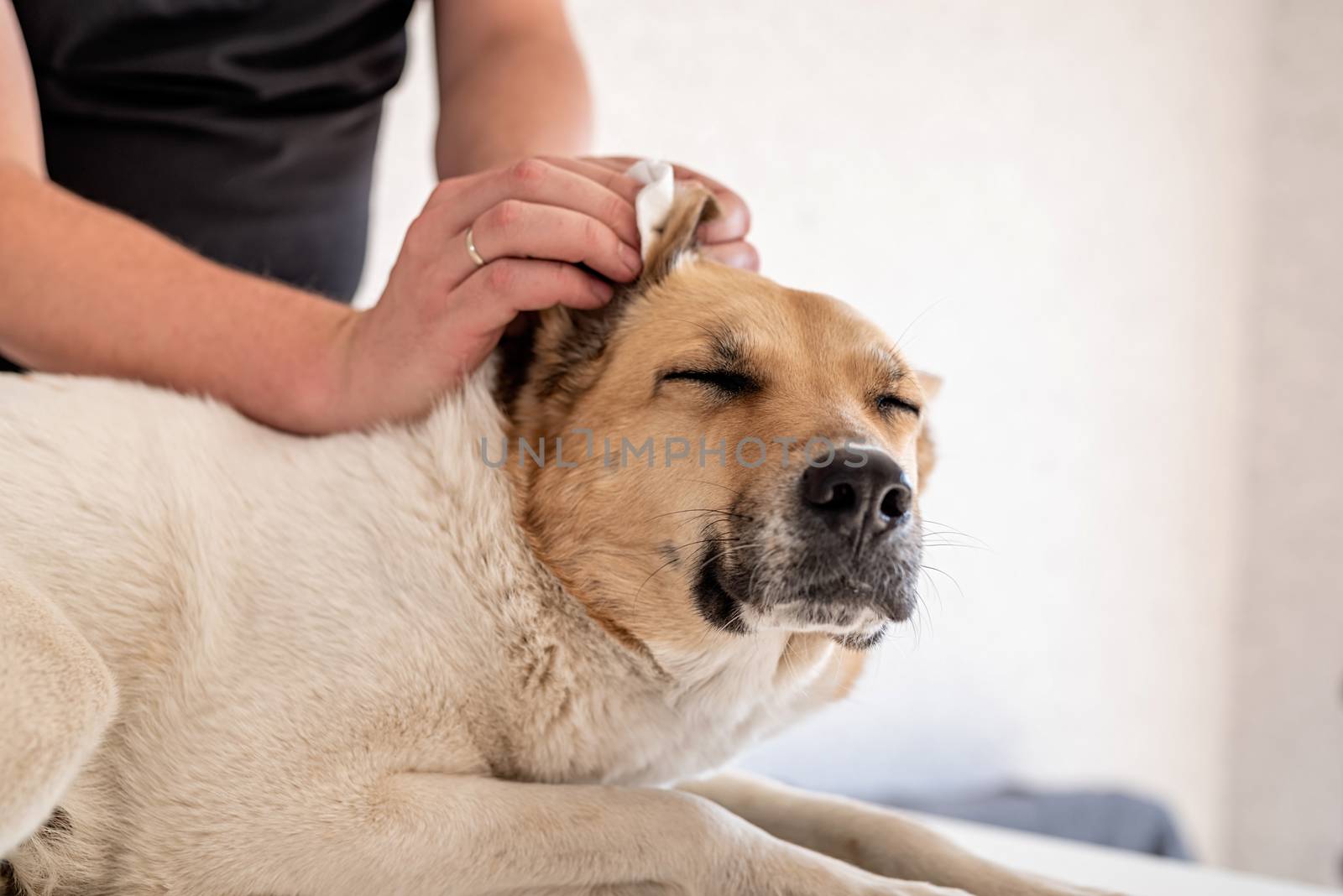 Stay home. Pet care. Man cleaning ears of his shepherd dog