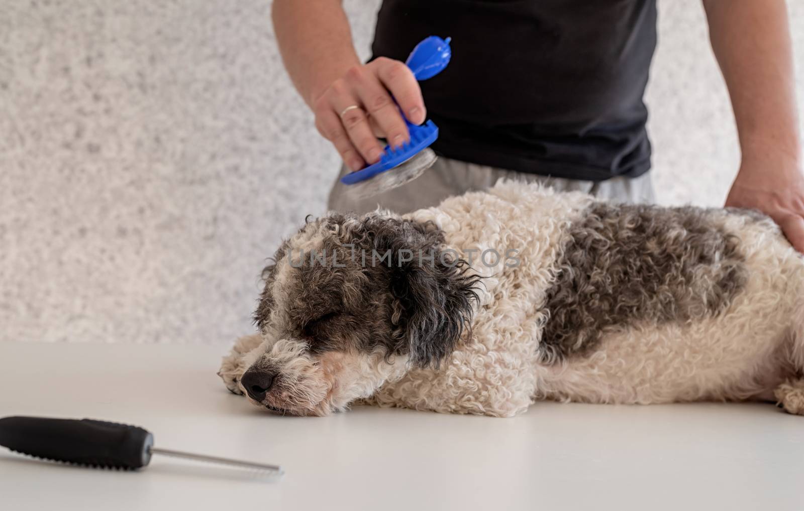 Stay home. Pet care. Man brushing his bichon frise dog. Copy space