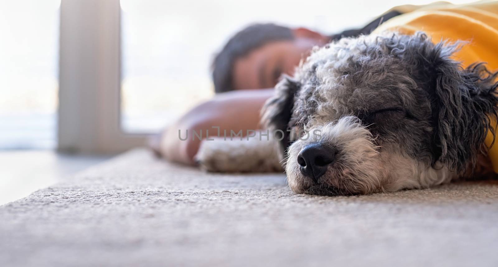 Stay home. Pet care. Cute bichon frise dog sleeping on the rug together with the owner at home