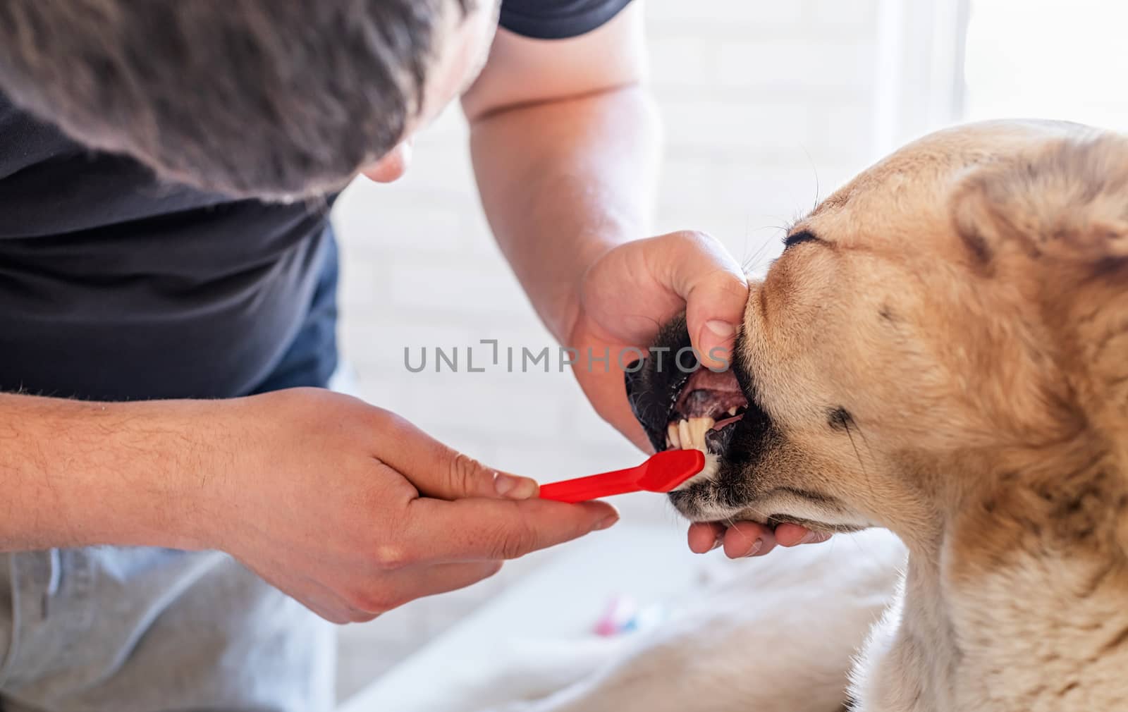 Stay home. Pet care. Man brushing teeth of a mixed breed shepherd dog