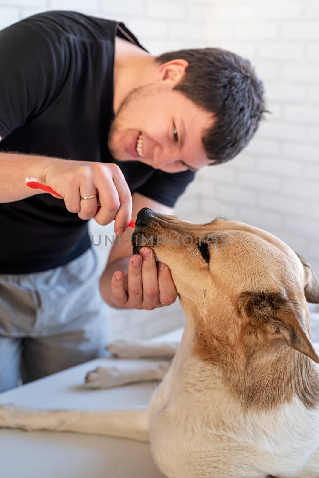 Stay home. Pet care. Man brushing teeth of a mixed breed shepherd dog