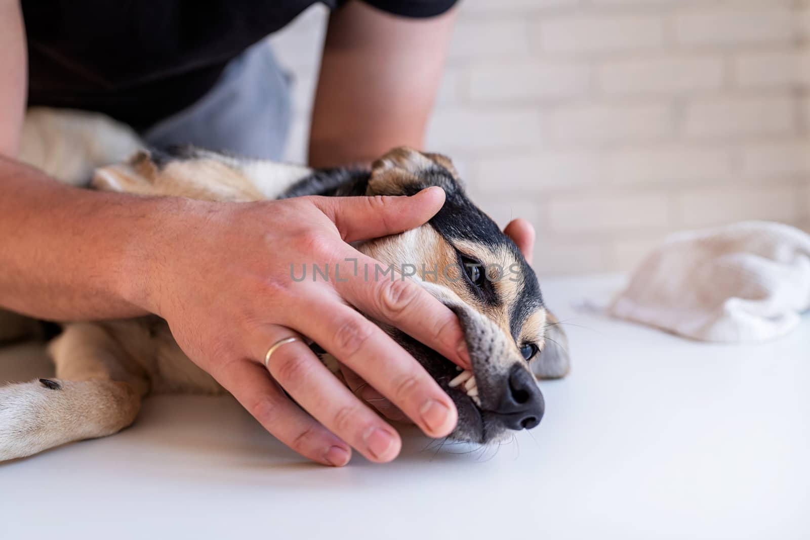 Stay home. Pet care. Man brushing teeth of a mixed breed shepherd dog