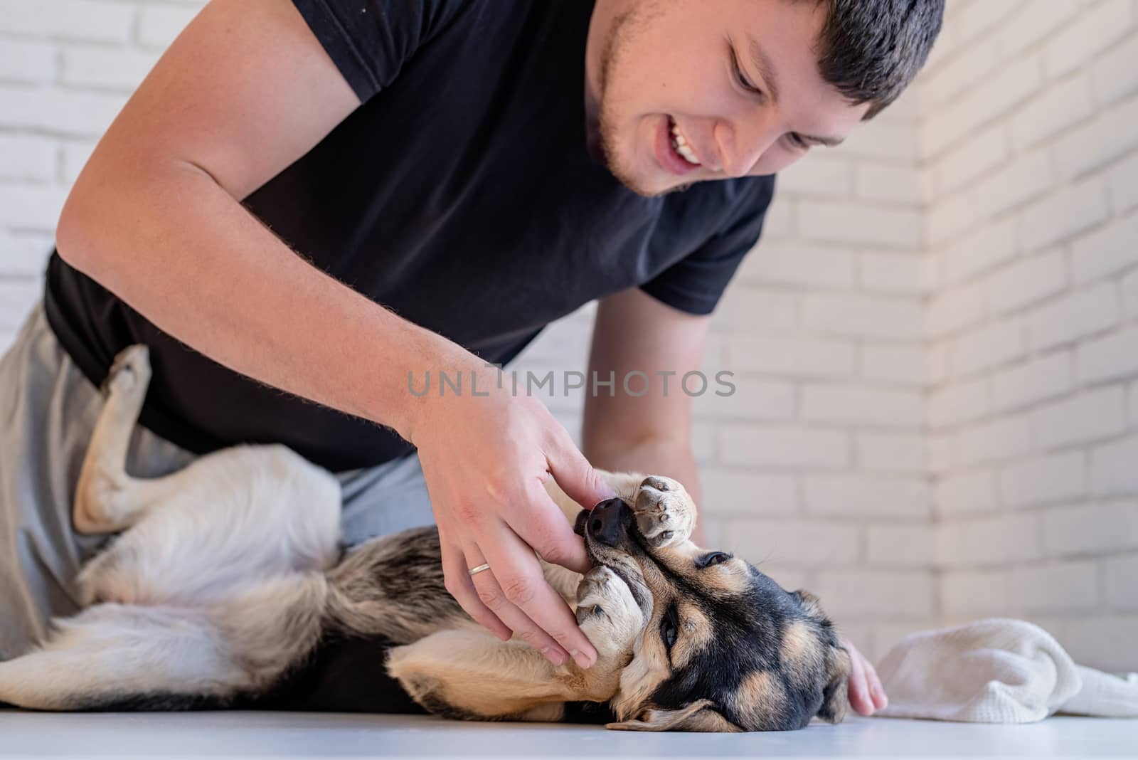 Stay home. Pet care. Man brushing teeth of a mixed breed shepherd dog