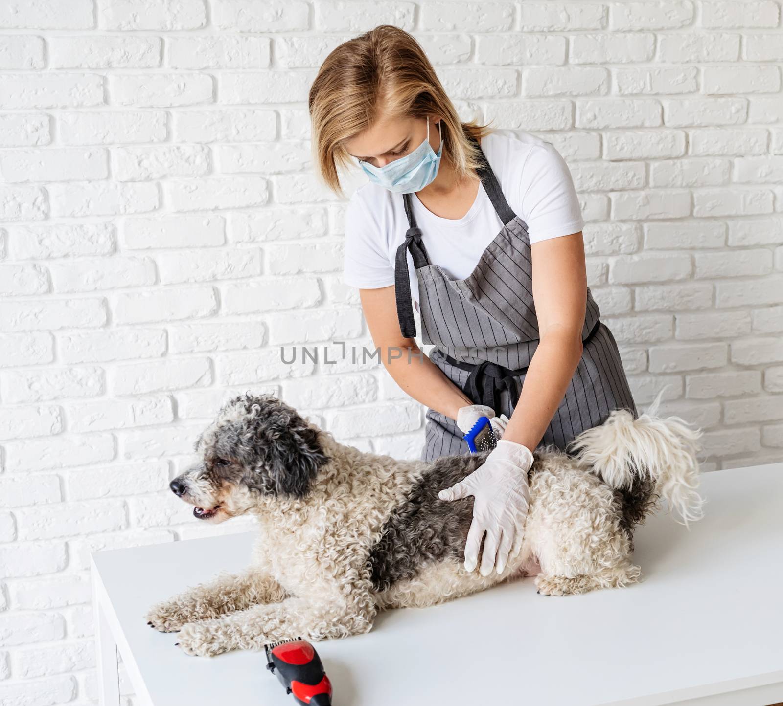 Blond woman in a mask and gloves grooming a dog at home by Desperada