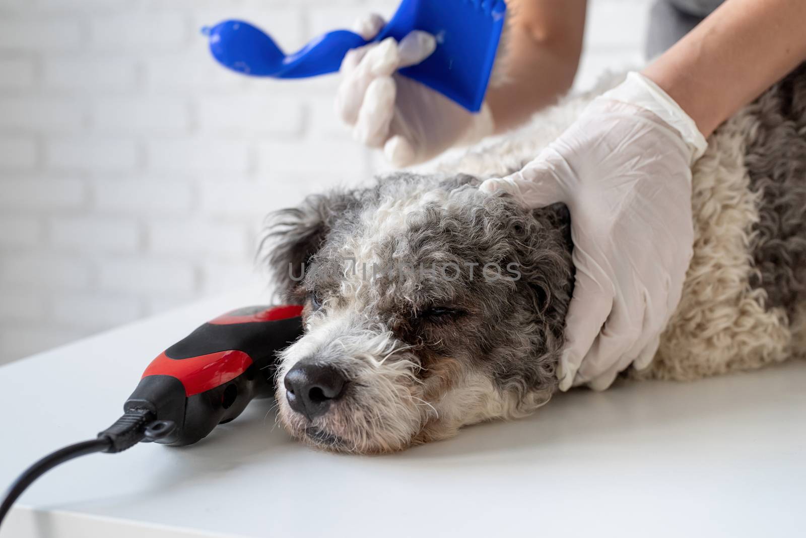 Stay home. Pet care. Woman hands in gloves grooming a dog at home