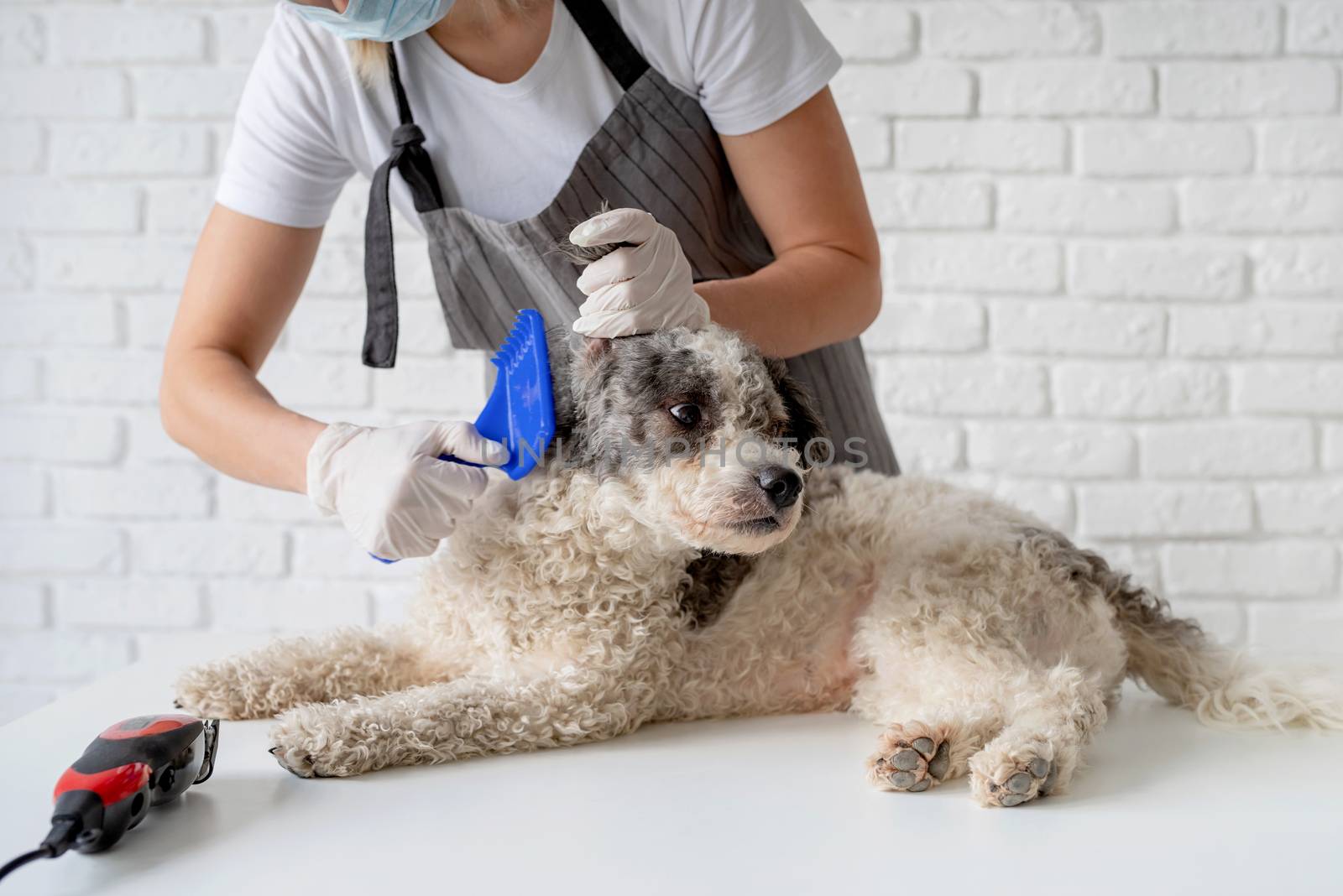Stay home. Pet care. Blond woman in a mask and gloves grooming a dog at home