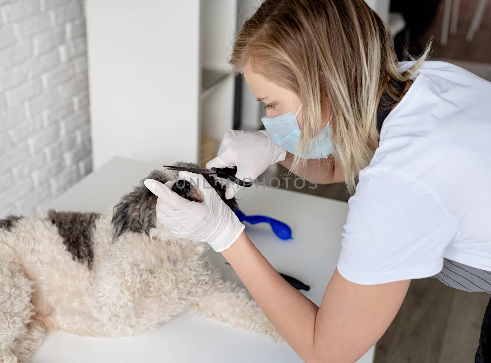 Blond woman in a mask and gloves grooming a dog at home by Desperada