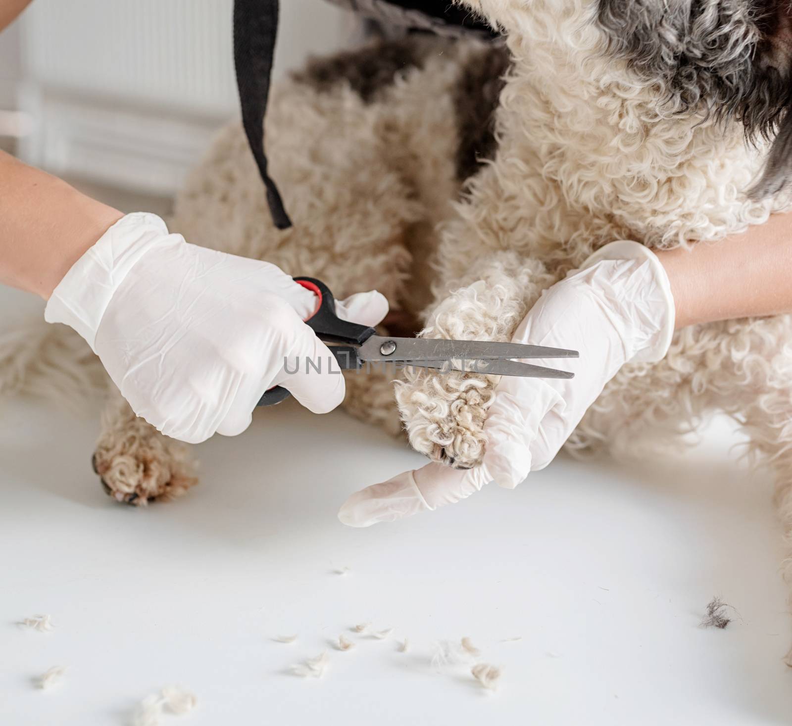 bichon frise dog being groomed by the woman hand in gloves at home by Desperada