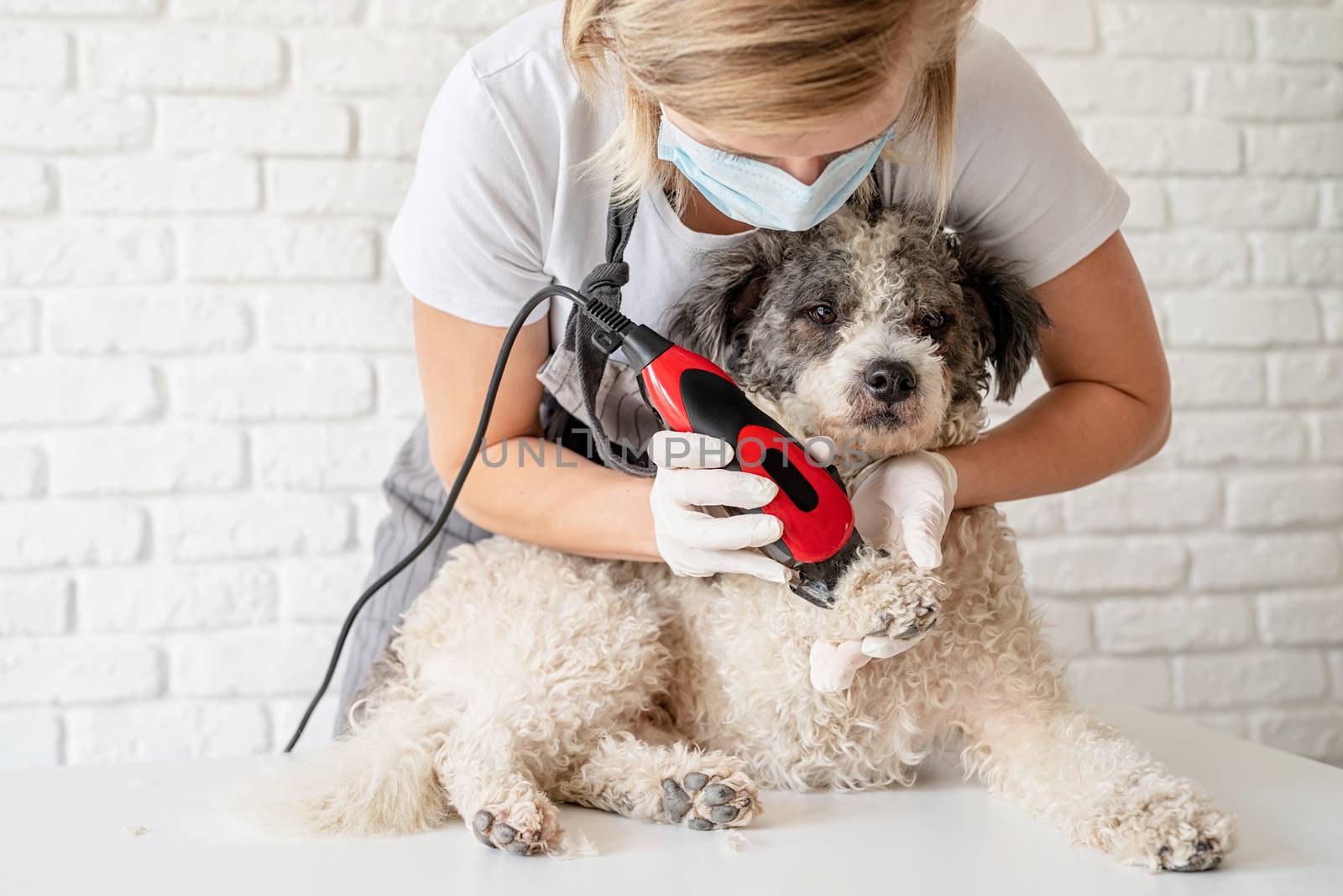 Blond woman in a mask and gloves grooming a dog with a trimmer at home by Desperada