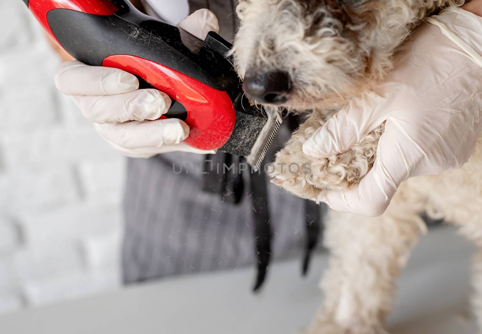 Stay home. Pet care. Woman hands in gloves grooming a dog at home