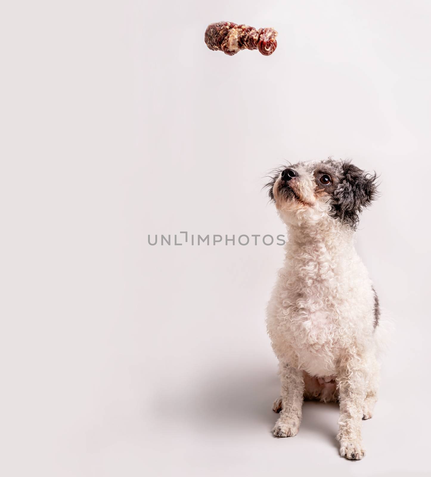 Funny bichon frise dog catching a snack isolated on gray background with copy space. Banner design