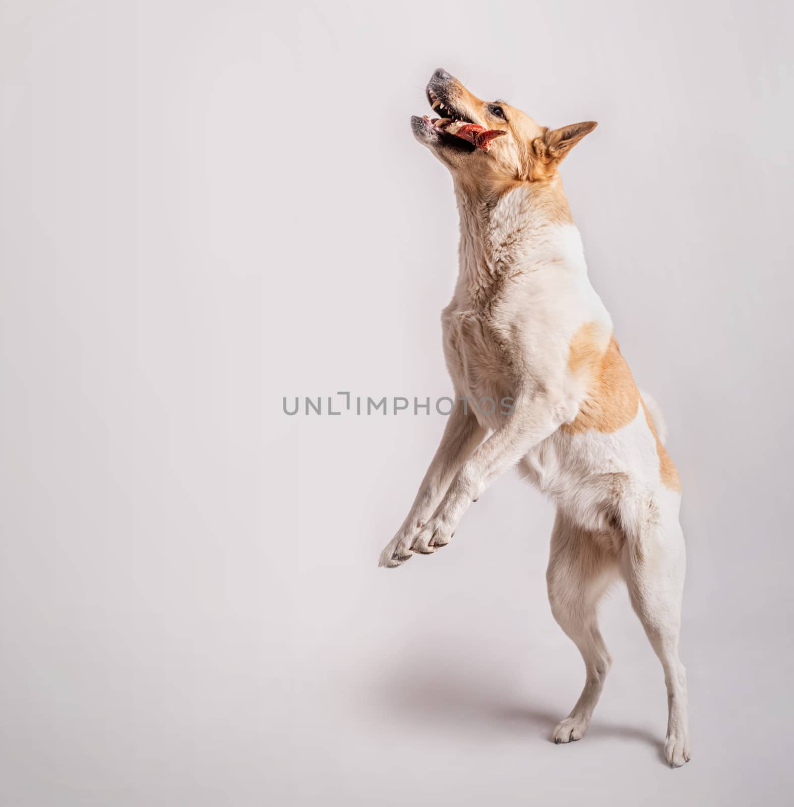 Funny mixed-berrd shepherd dog catching a snack isolated on gray background with copy space. Banner design