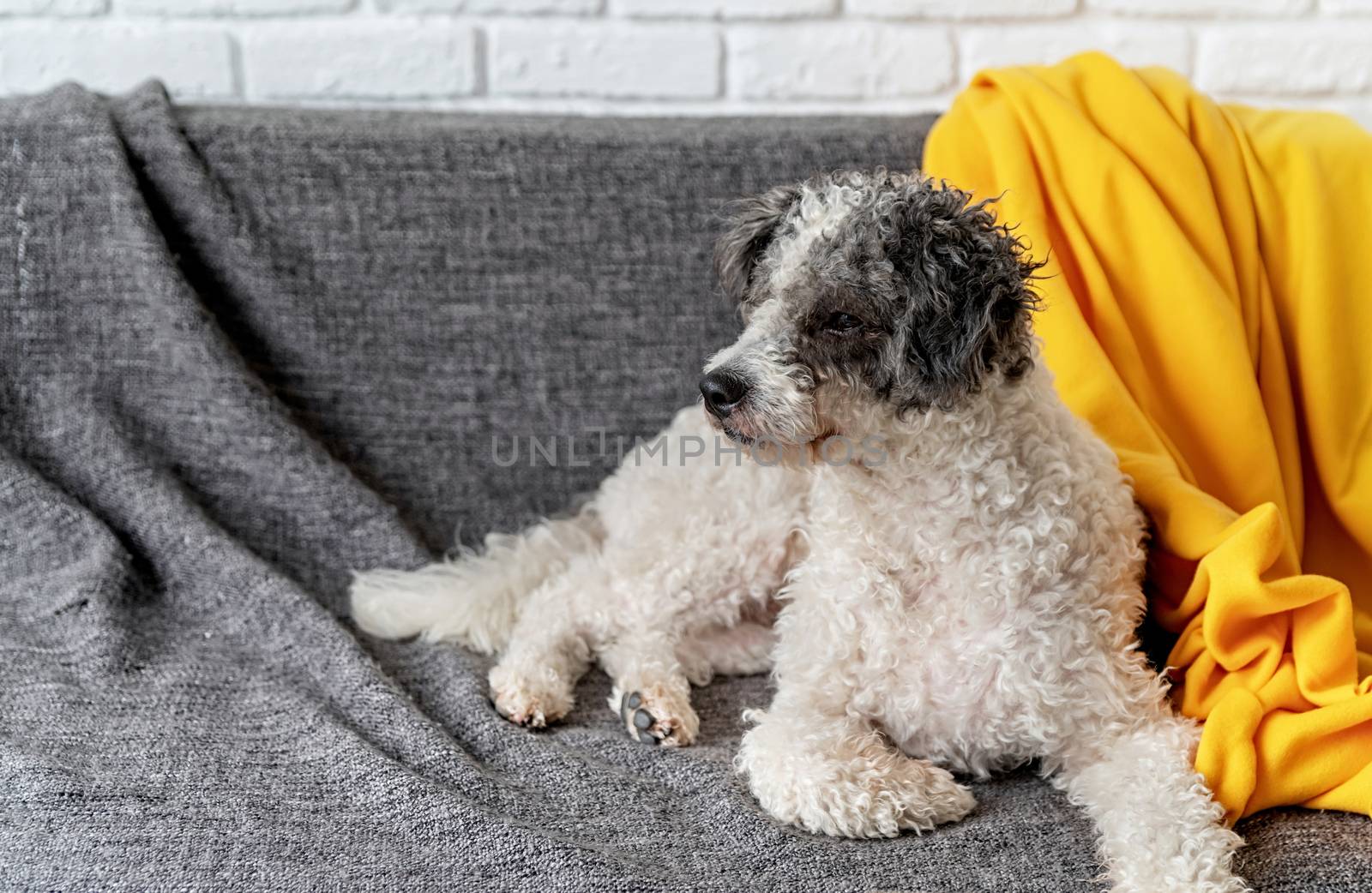 Stay home. Pet care. Cute bichon frise mixed breed dog on the sofa at home with copy space