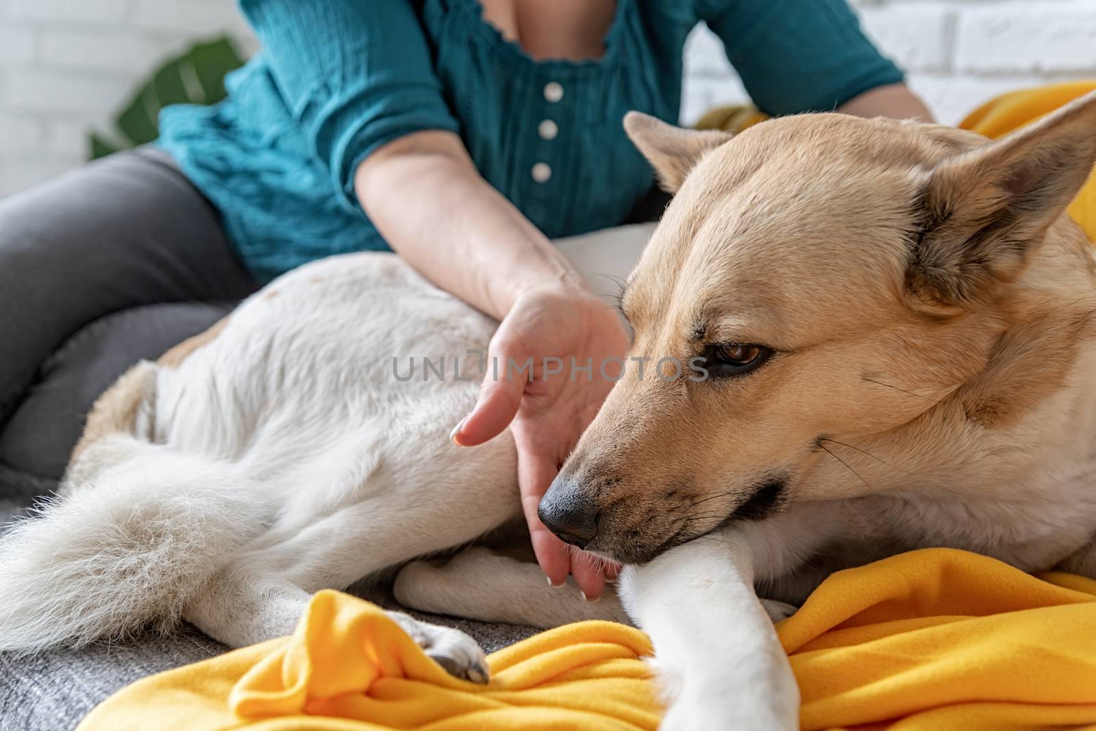 Stay home. Woman enjoying time with her shepherd dog sitting at the sofe at home