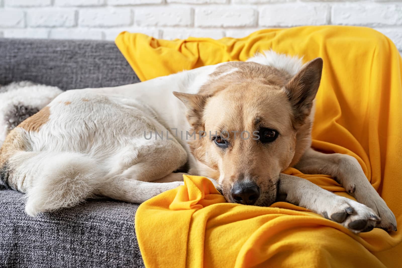 Stay home. Pet care. Tired mixed breed dog on the sofa at home