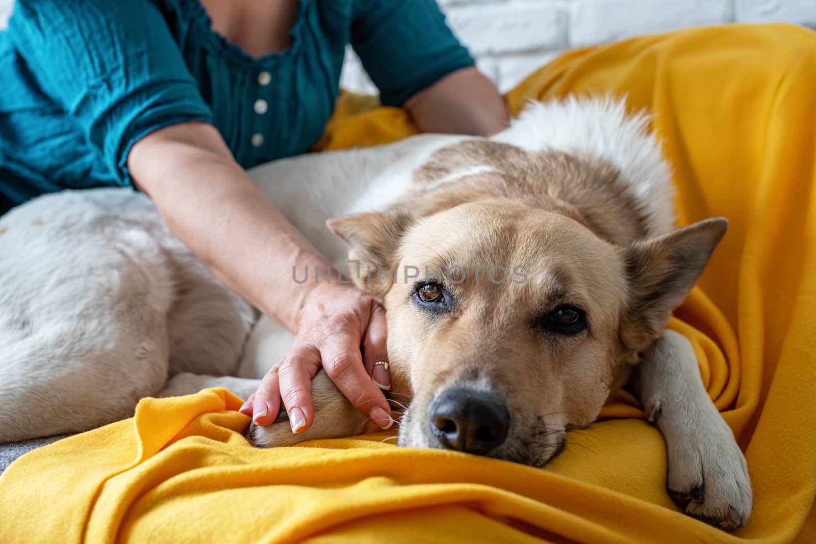 Stay home. Pet care. Woman taking care of mixed breed dog on the sofa at home