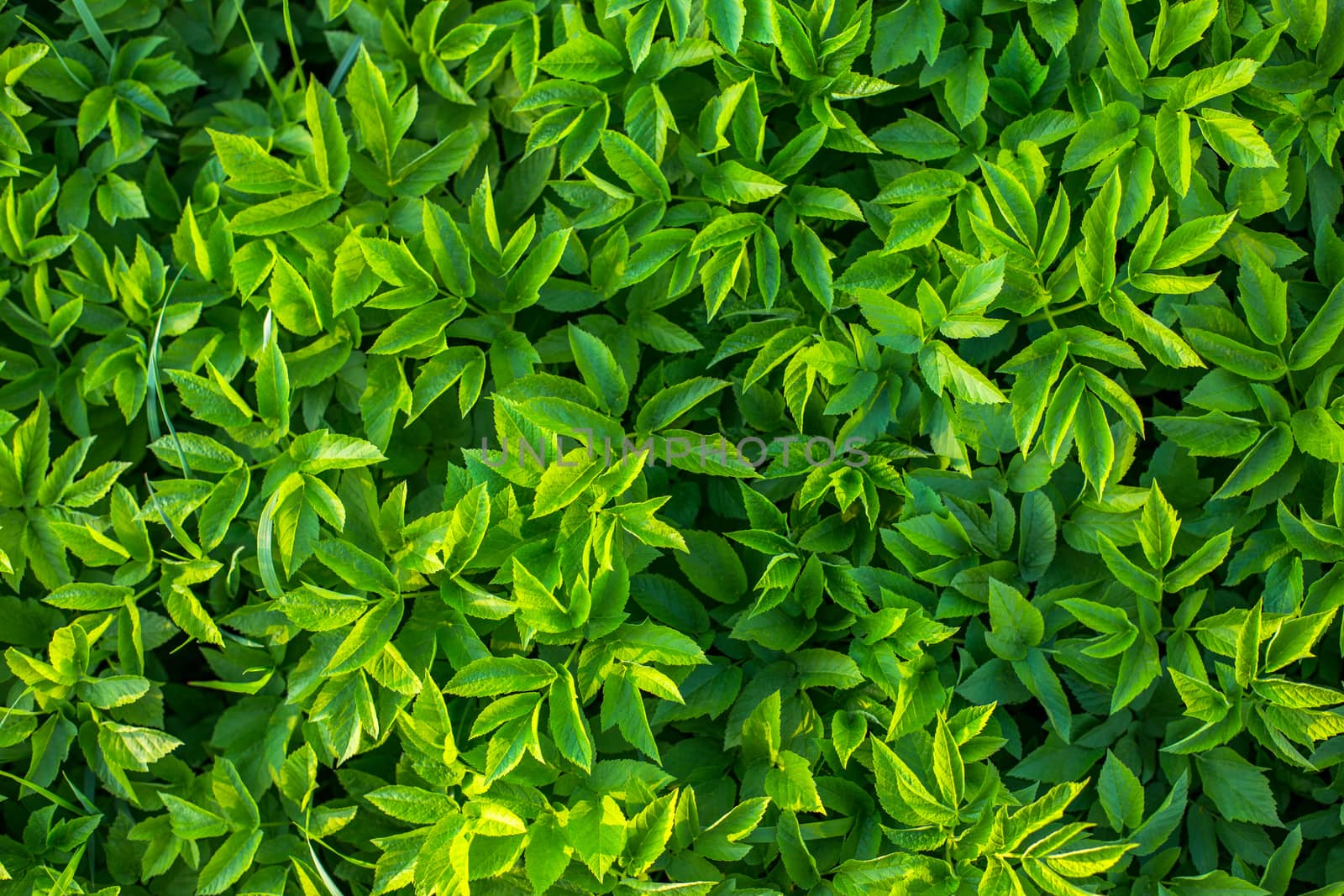 goutweed leaves flat background with selective focus